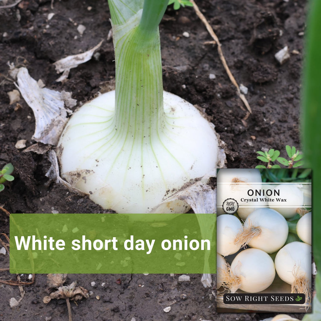 Crystal White Wax Onion Seeds | Perfect Pickling Onion – Sow Right
