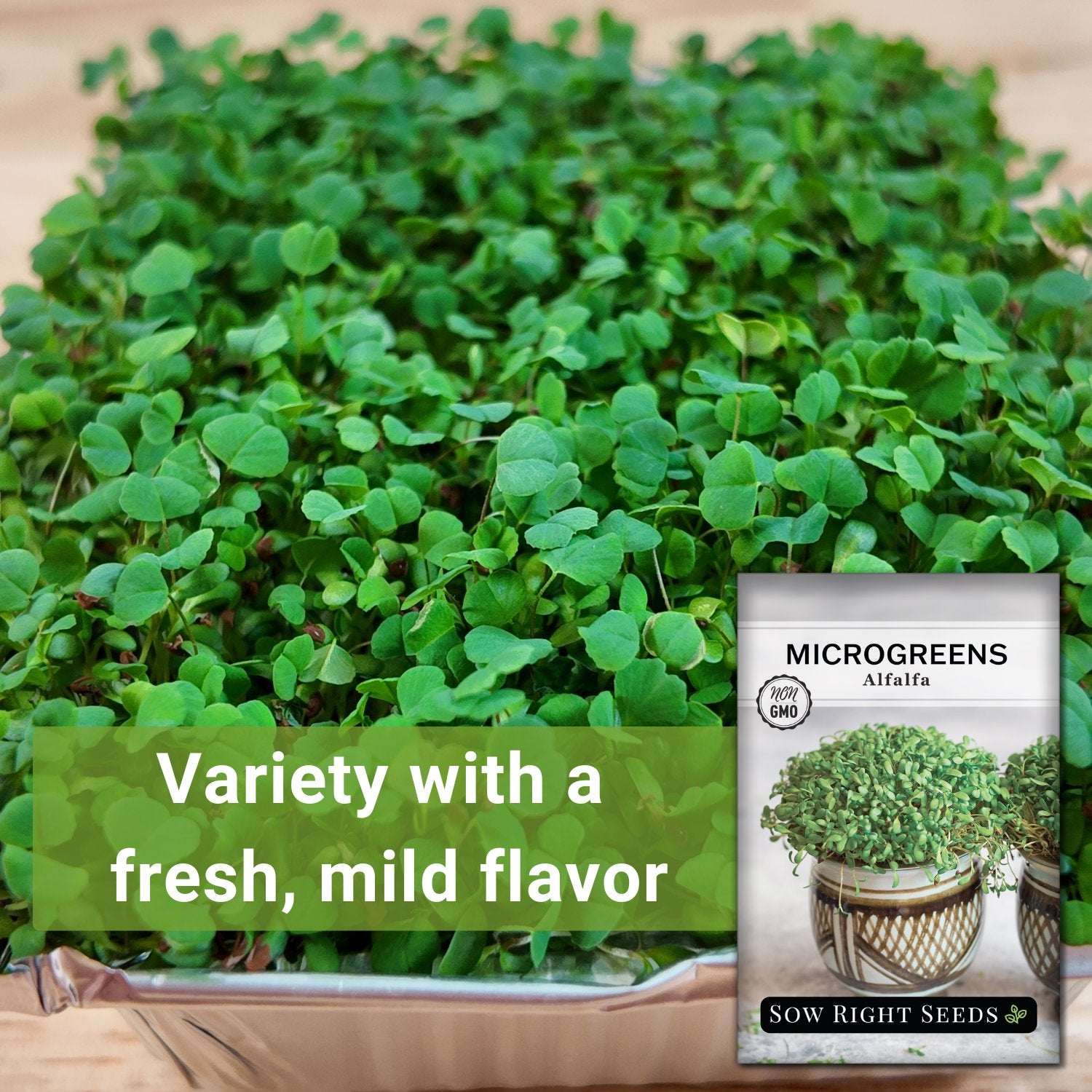 7+ Alfalfa Microgreen Microgreens Alfalfa - Healthy Microgreen Snack – Sow Right Seeds