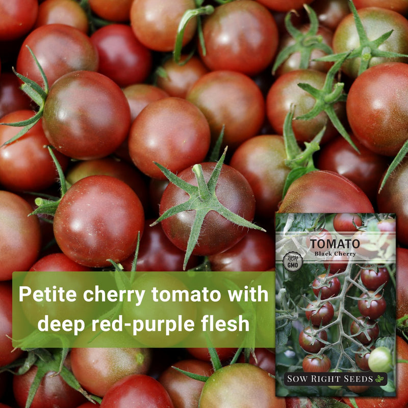 black cherry tomato seeds petite cherry tomato with deep red-purple flesh