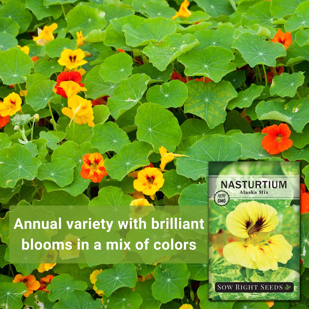 alaska flower seeds Alaska Mix Nasturtium Seeds