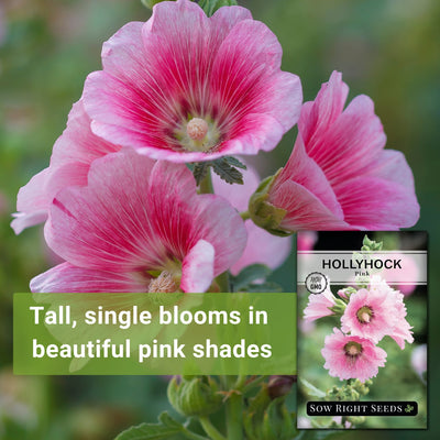 Pink Hollyhock