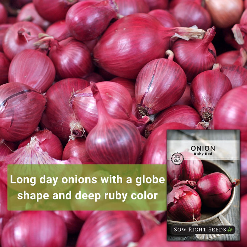 Ruby Red Onion