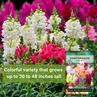 Large Mix Snapdragon Seeds