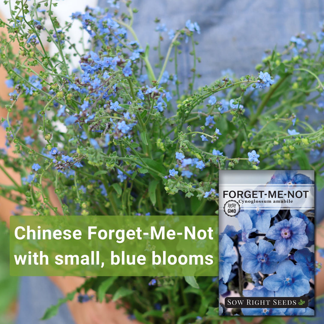 no seed ever sees the flower Chinese Forget-me-not Seeds