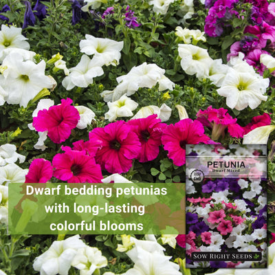 dwarf mixed petunia dwarf bedding petunias with long-lasting colorful blooms
