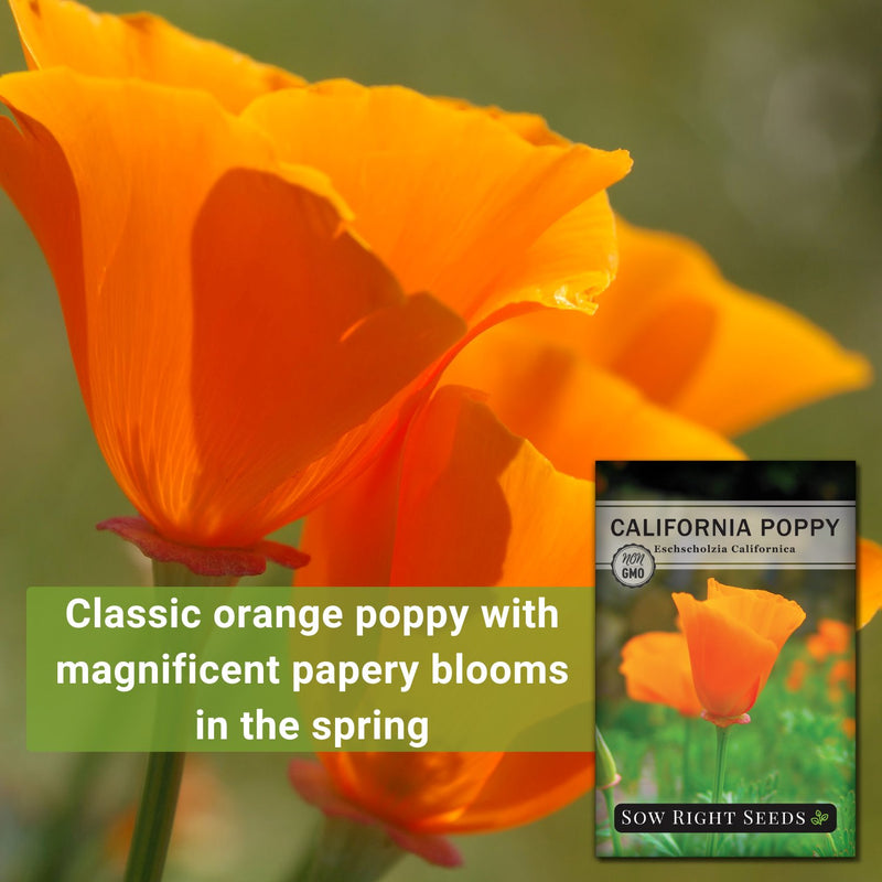 california poppy classic orange poppy with magnificent papery blooms in the spring