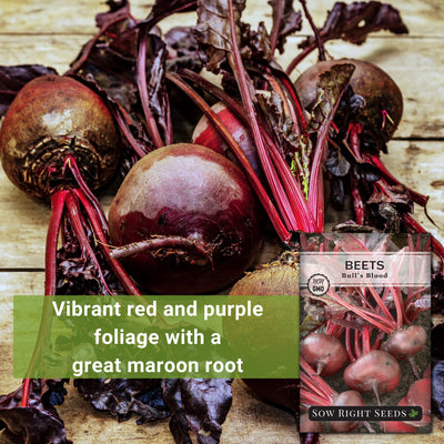 bulls blood beet vibrant red and purple foliage with a great maroon root