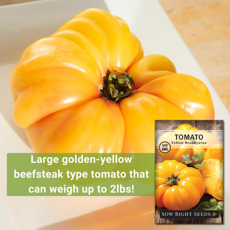 yellow brandywine tomato large golden-yellow beefsteak type tomato that can weight up to 2 lbs