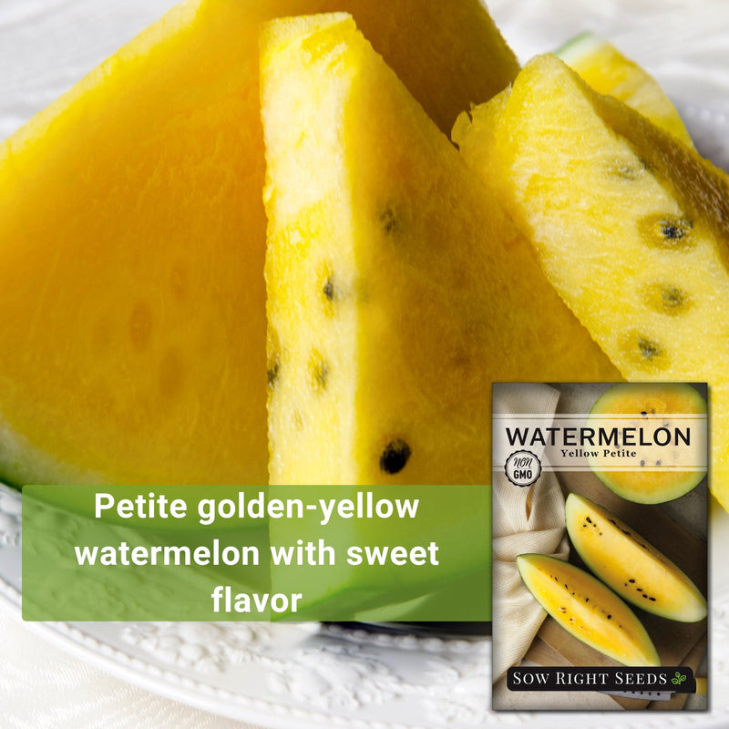 yellow petite watermelon petite golden-yellow watermelon with sweet flavor