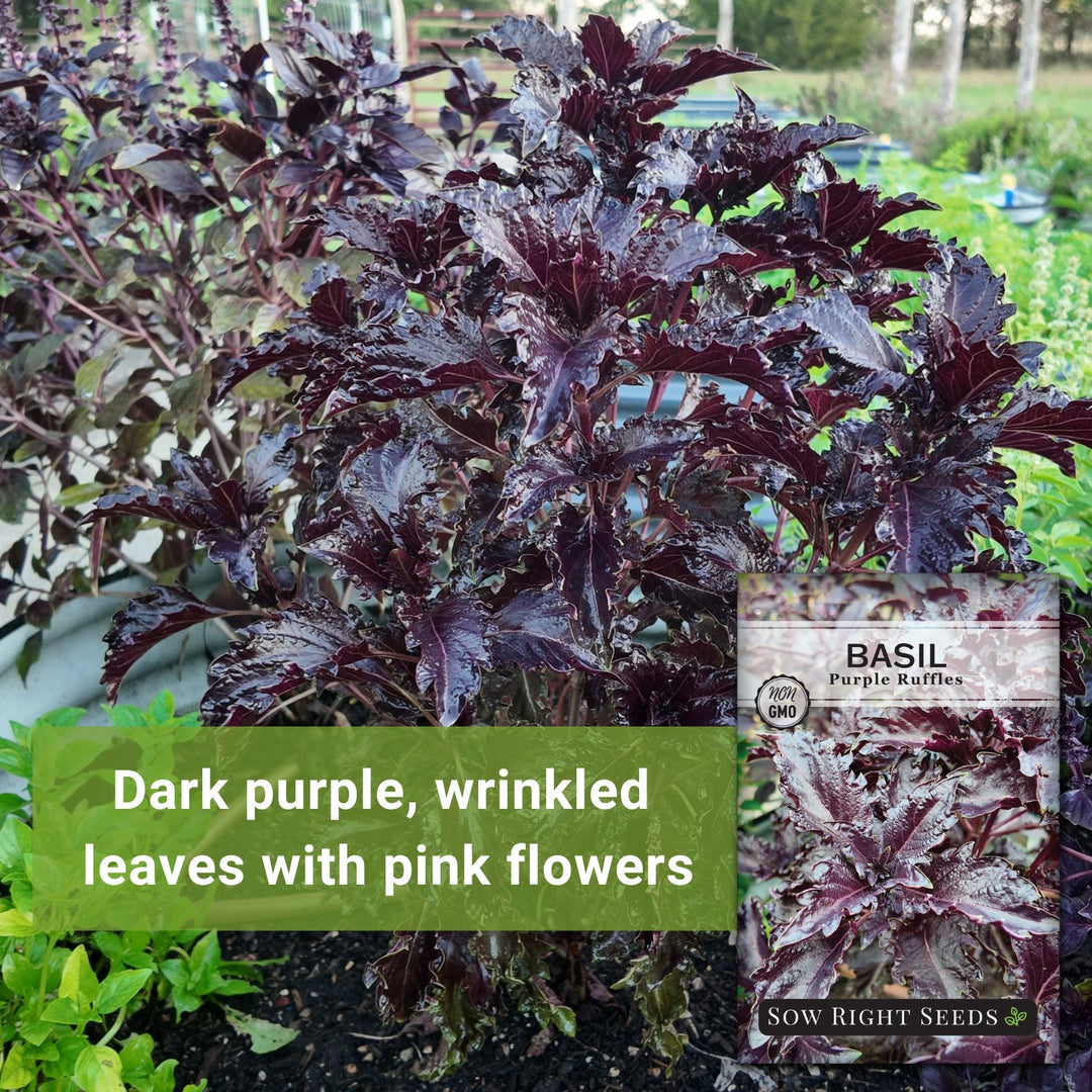 Basil Purple Ruffles Heirloom Sweet Seeds - 500 Non-GMO Seeds - AAS Award Winner - Antioxidant Rich