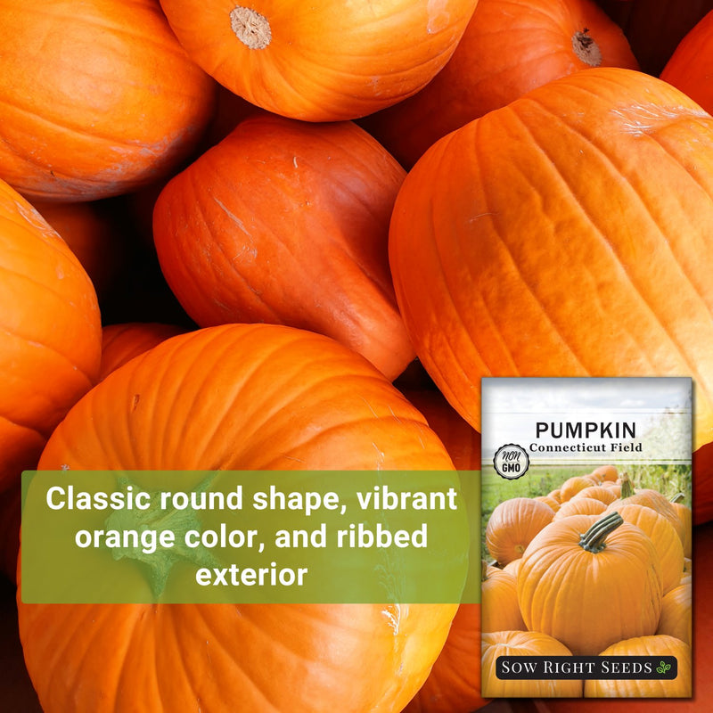 connecticut field pumpkin seeds classic round shape vibrant orange color and ribbed exterior