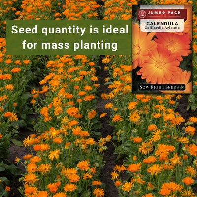 calendula bulk jumbo seeds seed quantity is ideal for mass planting