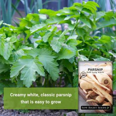 Creamy white, classic parsnip that is easy to grow