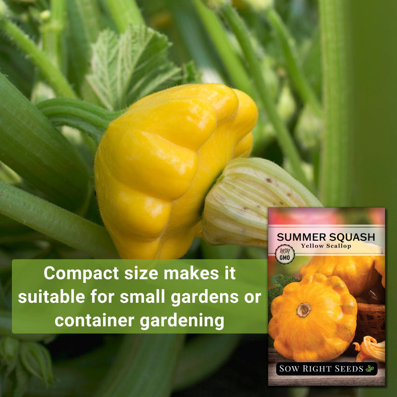 yellow scallop summer squash seeds compact size makes it suitable for small gardens or container gardening