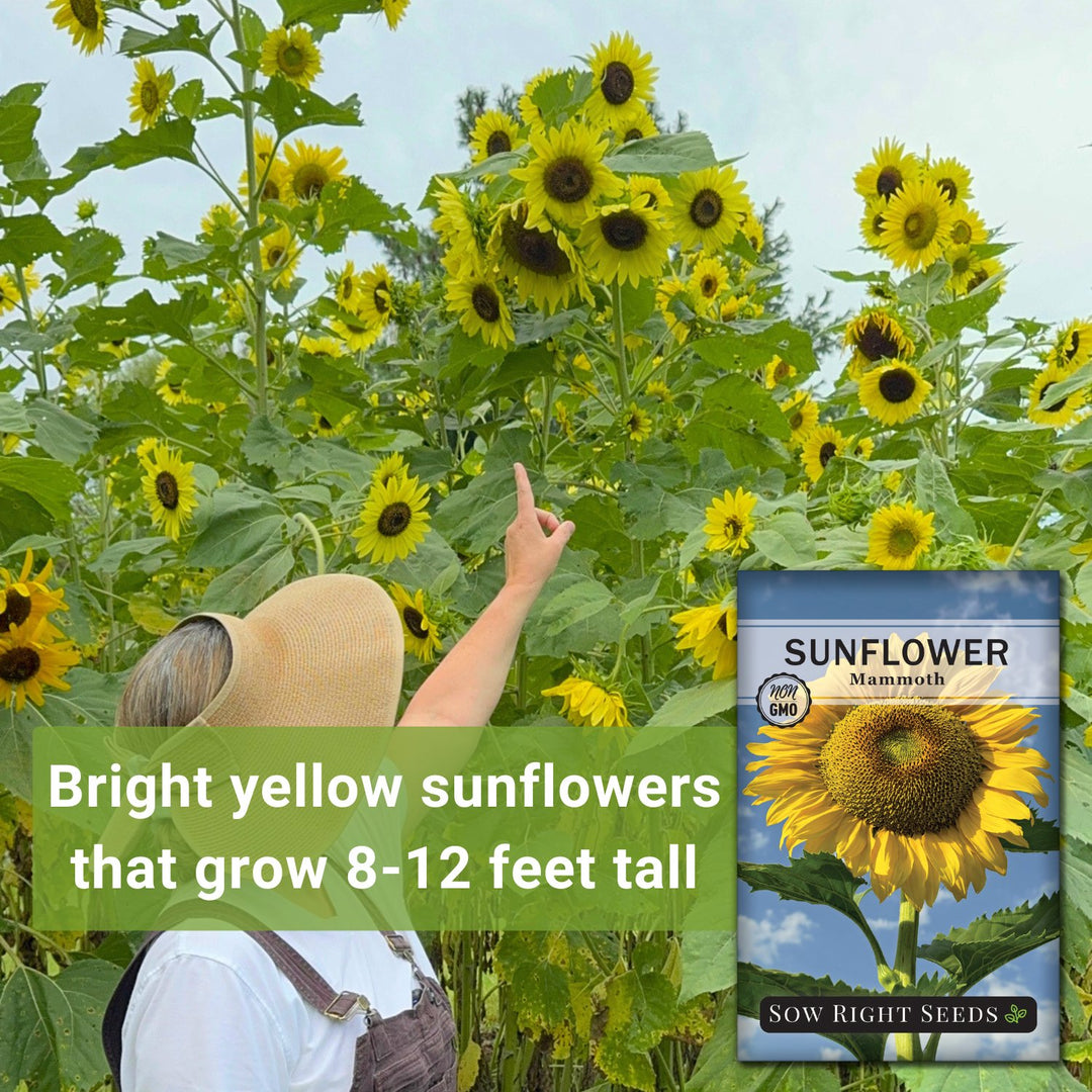 tall sunflower seeds for planting Mammoth Sunflower Seeds for Planting
