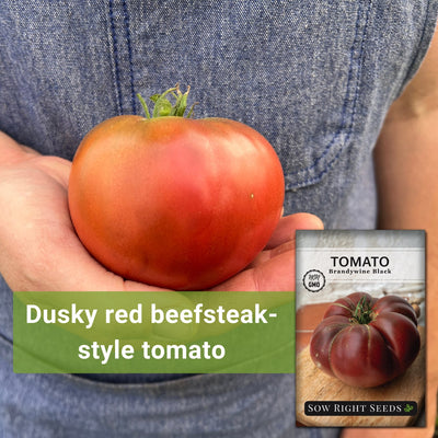 Brandywine Black Tomato Seeds