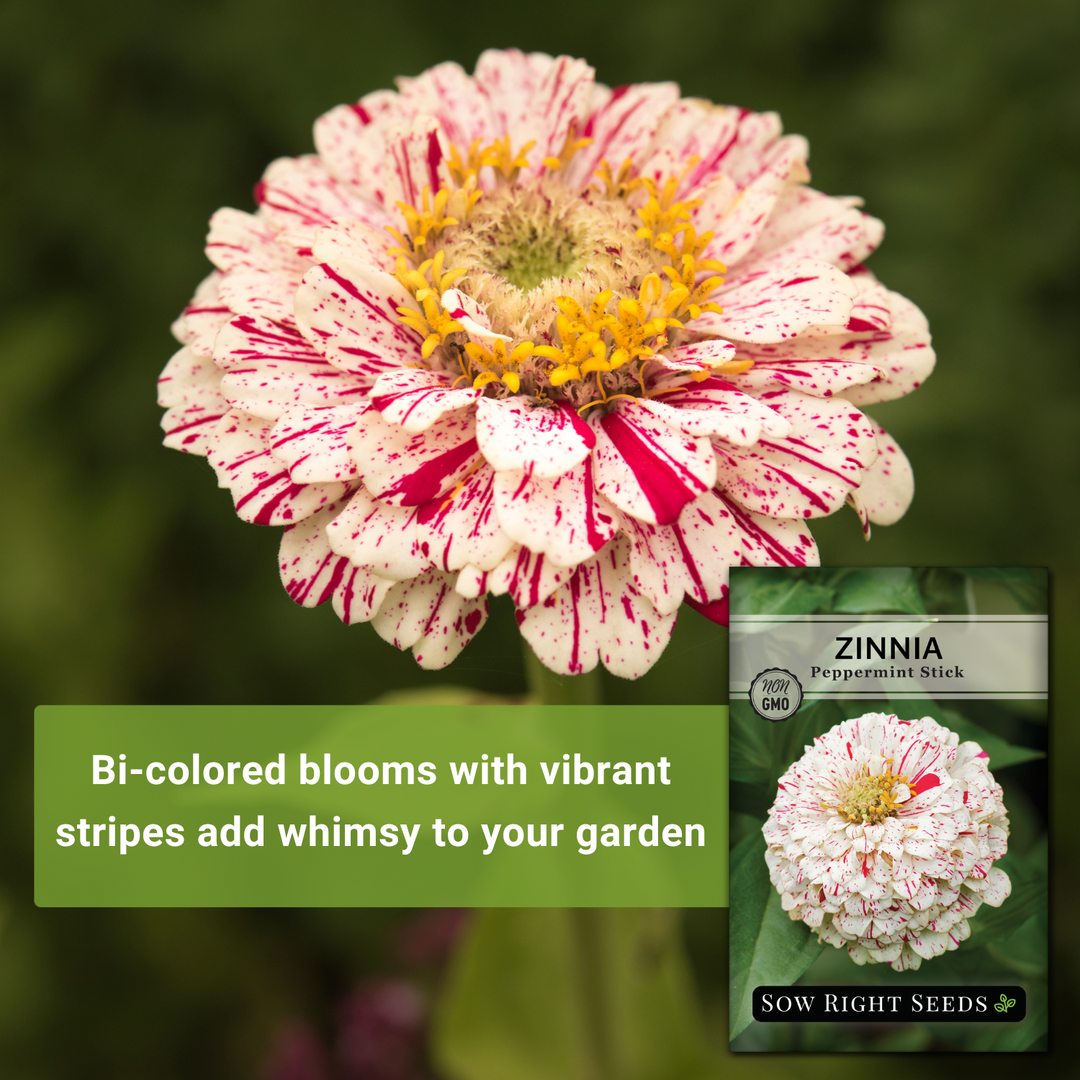 Peppermint Stick Zinnia – Sow Right Seeds