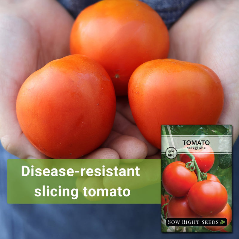 Marglobe Tomato Seeds