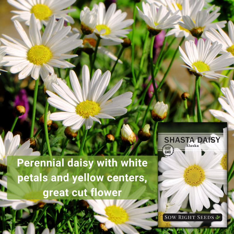 shasta alaska daisy seeds perennial daisy with white petals and yellow centers great cut flower