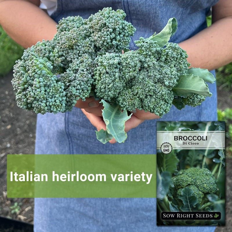 di cicco broccoli seeds italian heirloom variety