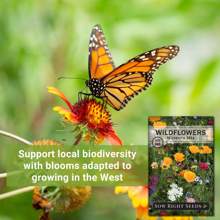 west wildflower seed mix Sow Right Seeds - Wildflowers Seeds Mix for Planting in West - Non-GMO Heirloom Varieties to Grow a Wild Flower Garden
