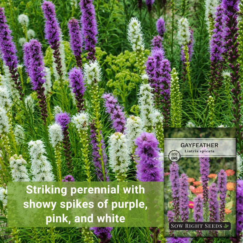 gayfeather seeds striking perennial with showy spikes of purple pink and white