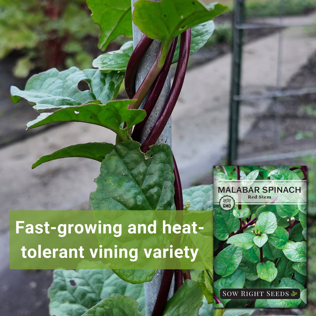 Sow Right Seeds - Malabar Red Stem Spinach Seeds for Planting