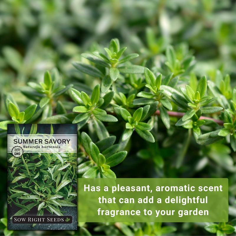 summer savory seeds has a pleasant aromatic scent that can add a delightful fragrance to your garden