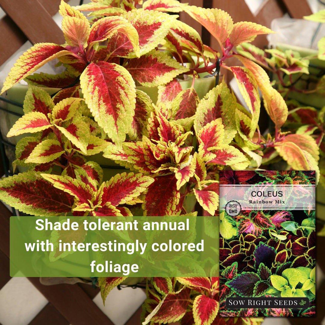 100 Graines Coleus Rainbow Mix - Plante D'intérieur Annuelle Colorée - Facile à Cultiver - Semis Décoratif - 6