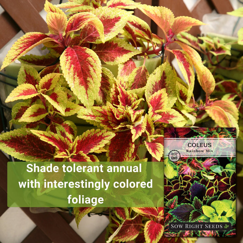 rainbow mix coleus shade tolerant annual with interestingly colored foliage