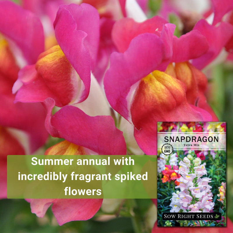 tetra mix snapdragon seeds summer annual with incredibly fragrant spiked flowers