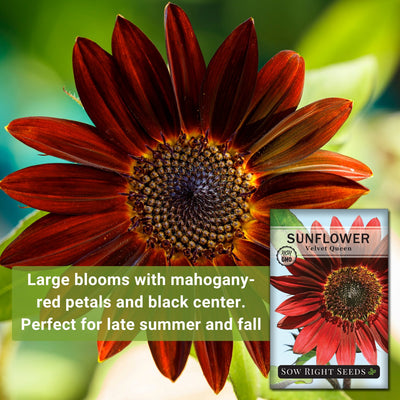 velvet queen sunflower seeds large blooms with mahogany-red petals and black center perfect for late summer and fall