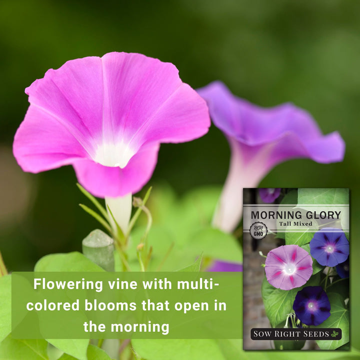 Tall Mixed Morning Glory Seeds | Vining Beauty for Planting – Sow