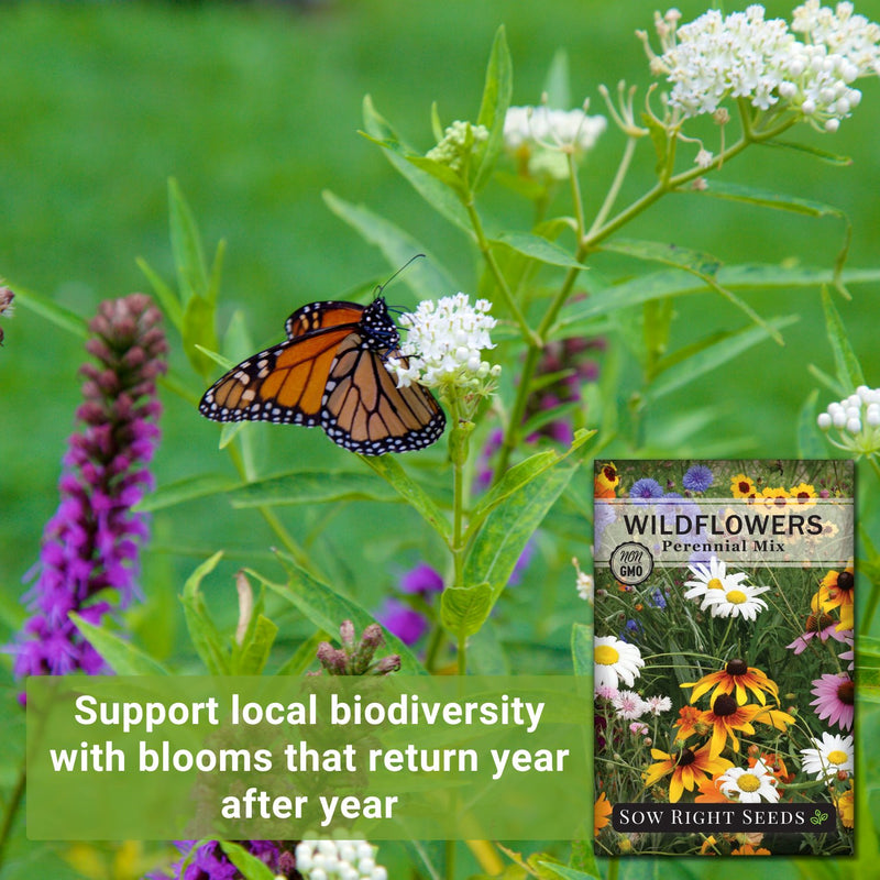 perennial mix wildflowers seeds support local biodiversity with blooms that return year after year