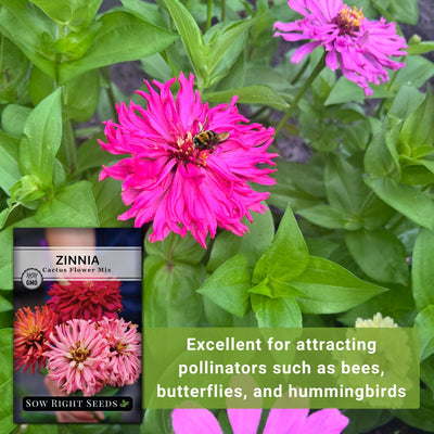 cactus flower zinnia seeds excellent for attracting pollinators such as bees butterflies and hummingbirds