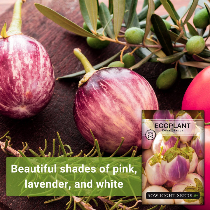 rosa bianca eggplant seeds Rosa Bianca Eggplant Seeds for Planting