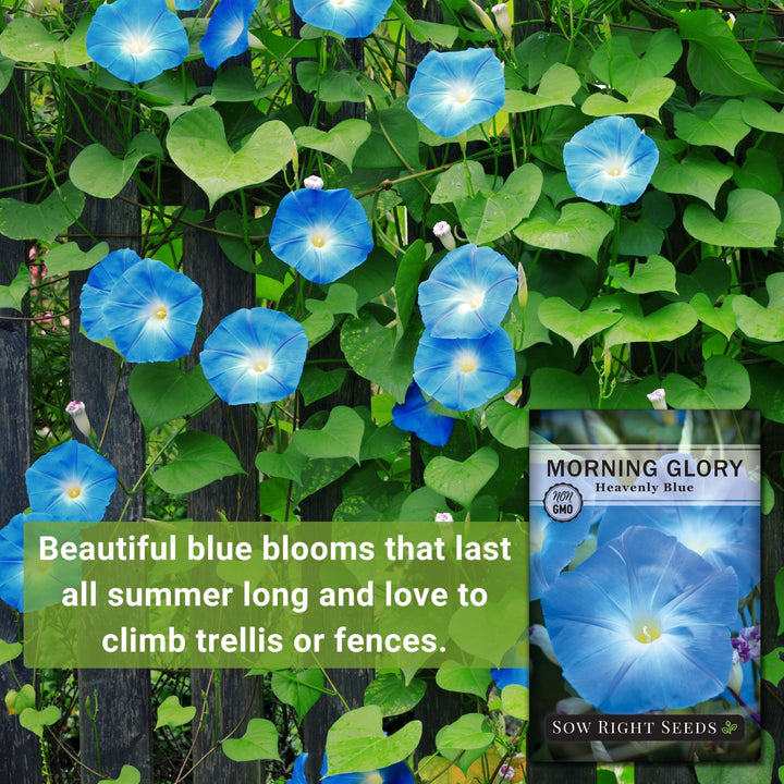 未開封　MORNING GLORY Synthetic Heavenly Blue Morning Glory | Vining Flower for Planting