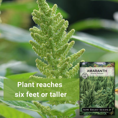 green garnet amaranth seeds plant reaches six feet or taller