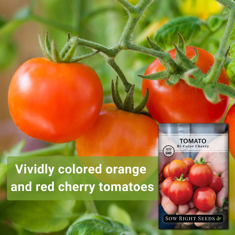Bi-Color Cherry Tomato Seeds