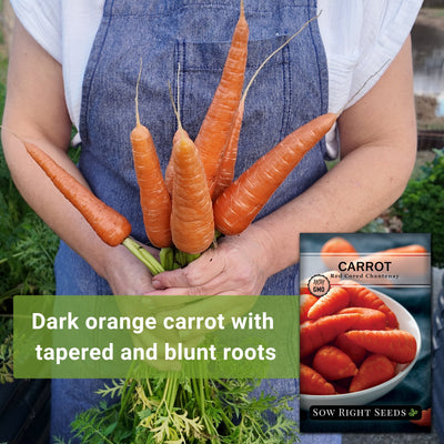 red cored chantenay carrot seeds dark orange carrot with tapered and blunt roots