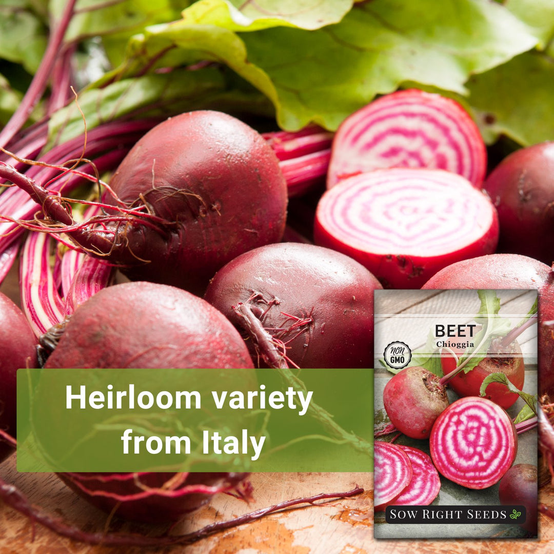 beetroot plant seeds Chioggia Beet Seeds for Planting