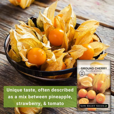 ground cherries seeds unique taste often described as a mix between pineapple strawberry and tomato