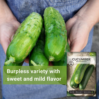 marketmore cucumber seeds burpless variety with sweet and mild flavor