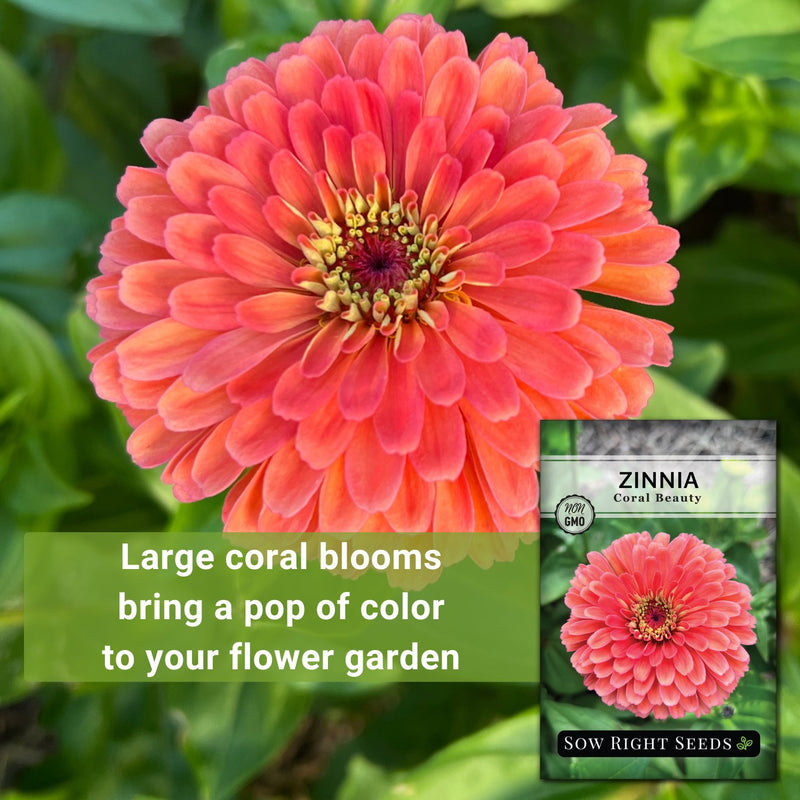 Coral Beauty Zinnia