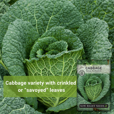 savoy perfection cabbage seeds cabbage variety with crinkled or savoyed leaves