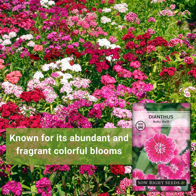 baby doll dianthus seeds known for its abundant and fragrant colorful blooms