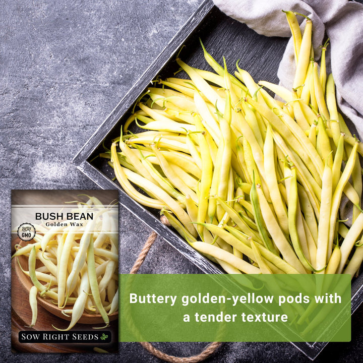 planting yellow bean seeds Sow Right Seeds - Golden Wax Bean Seed for Planting