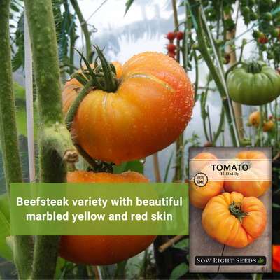 hillbilly tomato seeds beefsteak variety with beautiful marbled yellow and red skin