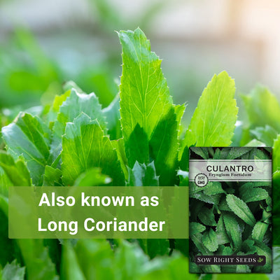 culantro seeds also known as long coriander