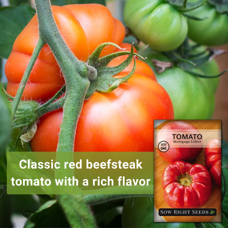 mortgage lifter tomato classic red beefsteak tomato with a rich flavor